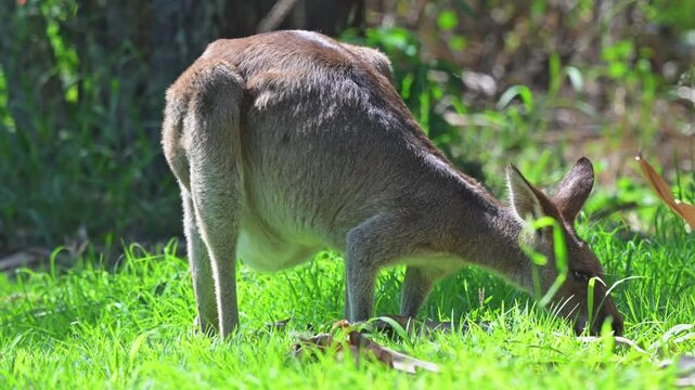 Eastern grey kangaroo, Macropus giganteus, native Australian macropod marsupial, feeding grazing on grass
