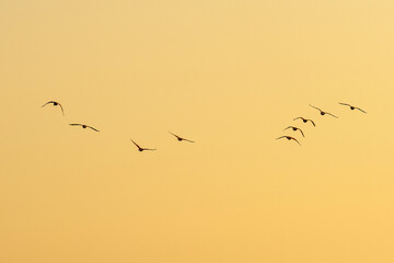 Flock of Birds Silhouetted in V-Formation Against a Pale Golden Sunset Sky, Migration Concept