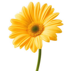 Isolated yellow gerbera daisy with a green stem on black  on png transparent background