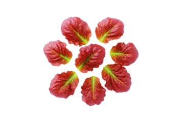 Lush red lettuce flat-lay photo on transparent background enriches premium salad advertising visuals