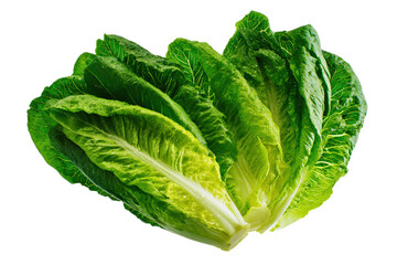 Fototapeta premium Fresh romaine lettuce image flat lay isolated on transparent background ideal for recipe websites