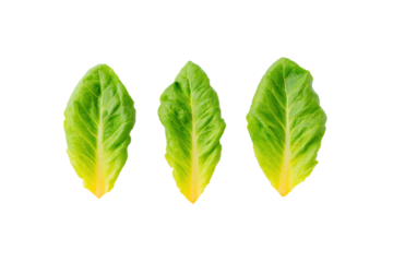 Classic romaine lettuce flat-lay photo on transparent background adds crunch to menu designs