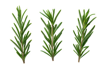 Fototapeta premium Aromatic rosemary sprig flat-lay photo isolated on transparent background boosts gourmet branding