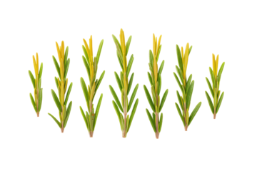 Bright rosemary flat-lay image on transparent background perfect for spice blend marketing