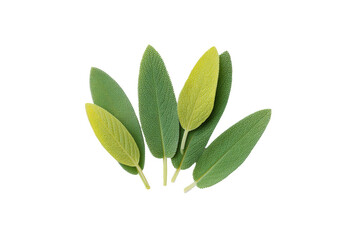 Fragrant sage sprig flat-lay photo on transparent background elevates rustic cooking blogs