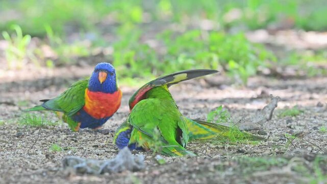 Rainbow Lorikeets, Trichoglossus moluccanus, birds parrots playing on grass lawn in park, Queensland Australia