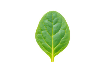 Fototapeta premium Vivid spinach bunch image isolated on transparent background boosts nutrient-rich menu designs