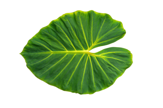 Large taro leaf flat lay photo isolated on transparent background perfect for tropical packaging
