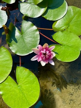 lotus 
