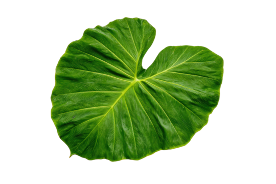 Fresh taro leaf flat lay photo isolated on transparent background adds lush accent to graphics