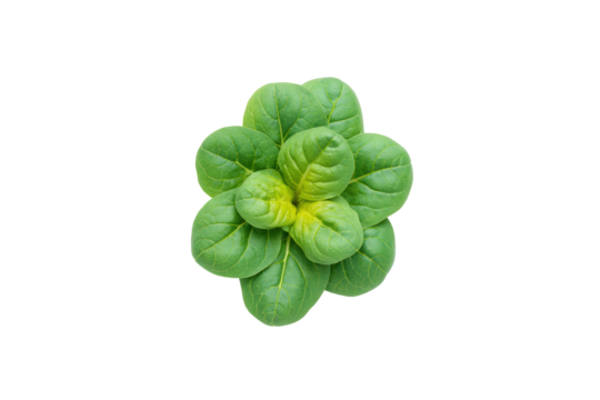Premium tatsoi flat-lay image isolated on transparent background elevates vibrant superfood branding - Powered by Adobe