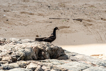 A black pigeon walking on the rocks of a beach. Wild animal in search of food.