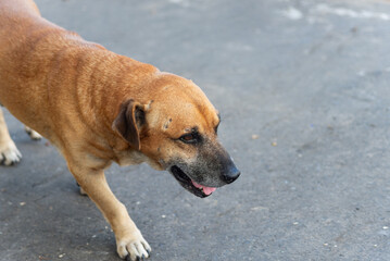 A stray dog ​​walking in the morning sun. Stray animal looking for food.