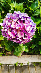 Purple Hydrangea Bloom Flower Garden Closeup Foliage Nature Botanical
