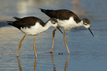 Juvenile Black-necked stilt (Himantopus mexicanus) couple 