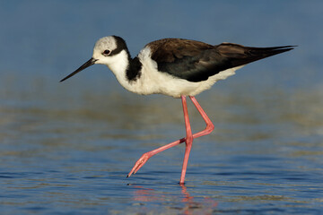 Adult Black-necked stilt (Himantopus mexicanus) walking on water