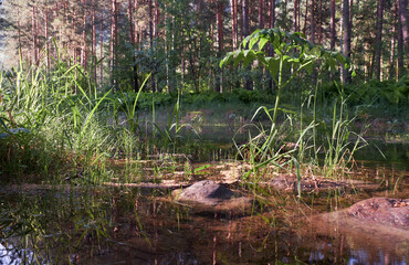 Altai forest river and pine forest with fern on the background.