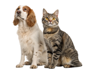 A cocker spaniel dog and a tabby cat sitting next to each other on  isolated on transparent background, Generative ai.  in a studio shot