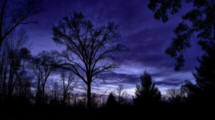 Dark Twilight Sky with Silhouetted Trees at Dusk in Nature Scene