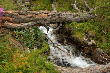 Fototapeta premium The trunk of a fallen old tree over the bed of a turbulent stream flowing from the mountains through a summer forest on a sunny day.