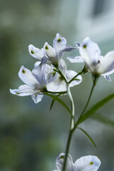 逆光で見た薄紫の花
