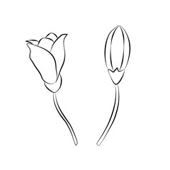 sketch of a flower