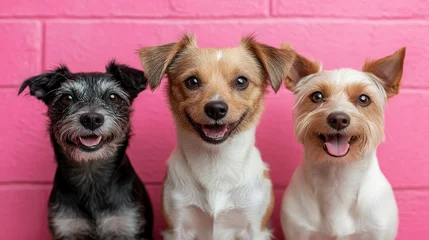Three happy dogs pose in front of a textured pink backdrop, smiling brightly for the camera