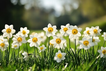 Fototapeta premium A stunning display of daffodils in bloom showcasing bright white petals and vibrant yellow centers, creating a picturesque spring scene in lush green grass.