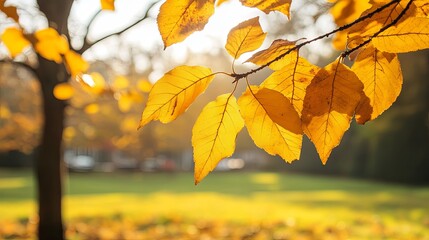 Obraz premium Soft gradient lighting creates a warm and natural atmosphere in a garden with defocused bokeh background. Sunlight filters through tree