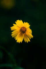 A yellow chrysanthemum blooming alone in a dream