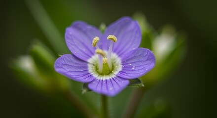 Fototapeta premium Macro Photography of a Delicate Purple Flower