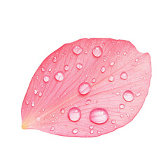 Delicate Pink Petal with Fresh Water Droplets Isolated on White Background