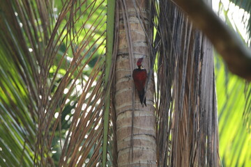 Beatiful Birds in Kithugala, Sri Lanka