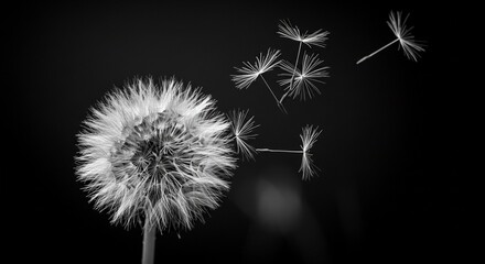 Breathtaking Black and White Close-Up of a Dandelion with Seeds Gently Floating Away on the Wind, Evoking a Sense of Tranquility and the Passage of Time