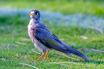 Noisy miner bird on the grass
