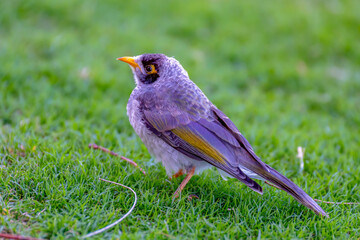 Juvenile Noisy miner bird on the grass