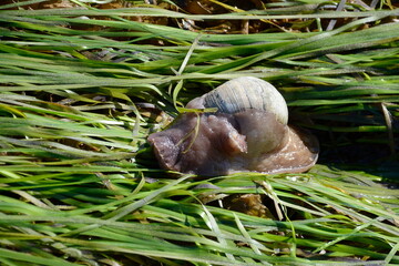 Obraz premium Lewis' moon snail along the shore at at Ḵay 'Llnagaay in Haida Gwaii, BC, Canada. This species of moon snail is the largest and the most common moon snail species found on the BC Central Coast.