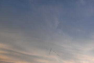 bird fly on beautiful golden sky and white cloud background in springtime