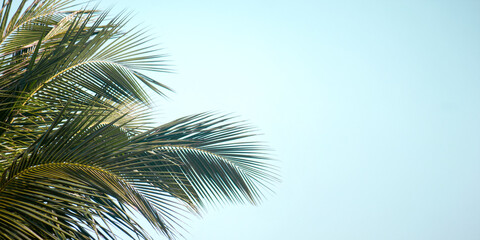 Fototapeta premium palm tree on blue sky background