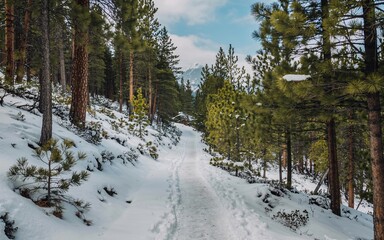 winter, Banff, Canada, Snowy winter path through pine forest