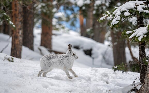 winter, Banff, Canada, White Hare Running Snowy Forest