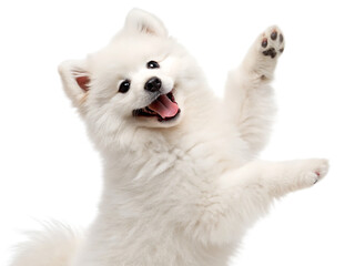Obraz premium A fluffy white samoyed dog with its tongue out and one paw raised against isolated on transparent background, Generative ai.
