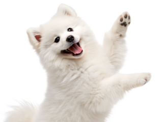 A fluffy white samoyed dog with its tongue out and one paw raised against isolated on transparent background, Generative ai.