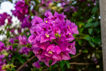 Beautiful pink and red flowers of Bougainvillea, commonly known as (bunga kertas, buttiana,). This photo was taken in Myanmar.