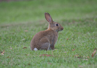 Wild Rabbit