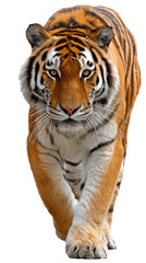 Obraz premium Majestic Tiger Stroll: A captivating, front-facing shot of a majestic tiger confidently striding forward, exuding an aura of strength and wild beauty.