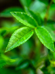 Green fresh leaves of princess midori rose