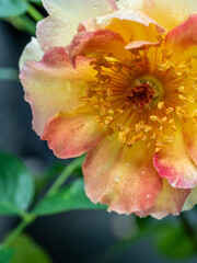 Shape and colors of La Parisienne roses that bloom in the garden