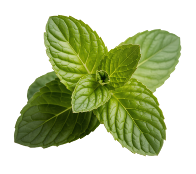 Vibrant Green Mint Leaves in Symmetrical Arrangement