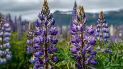 Fototapeta premium Vibrant Purple Lupine Flowers in a Scenic Landscape Under a Cloudy Sky with Mountains in the Background